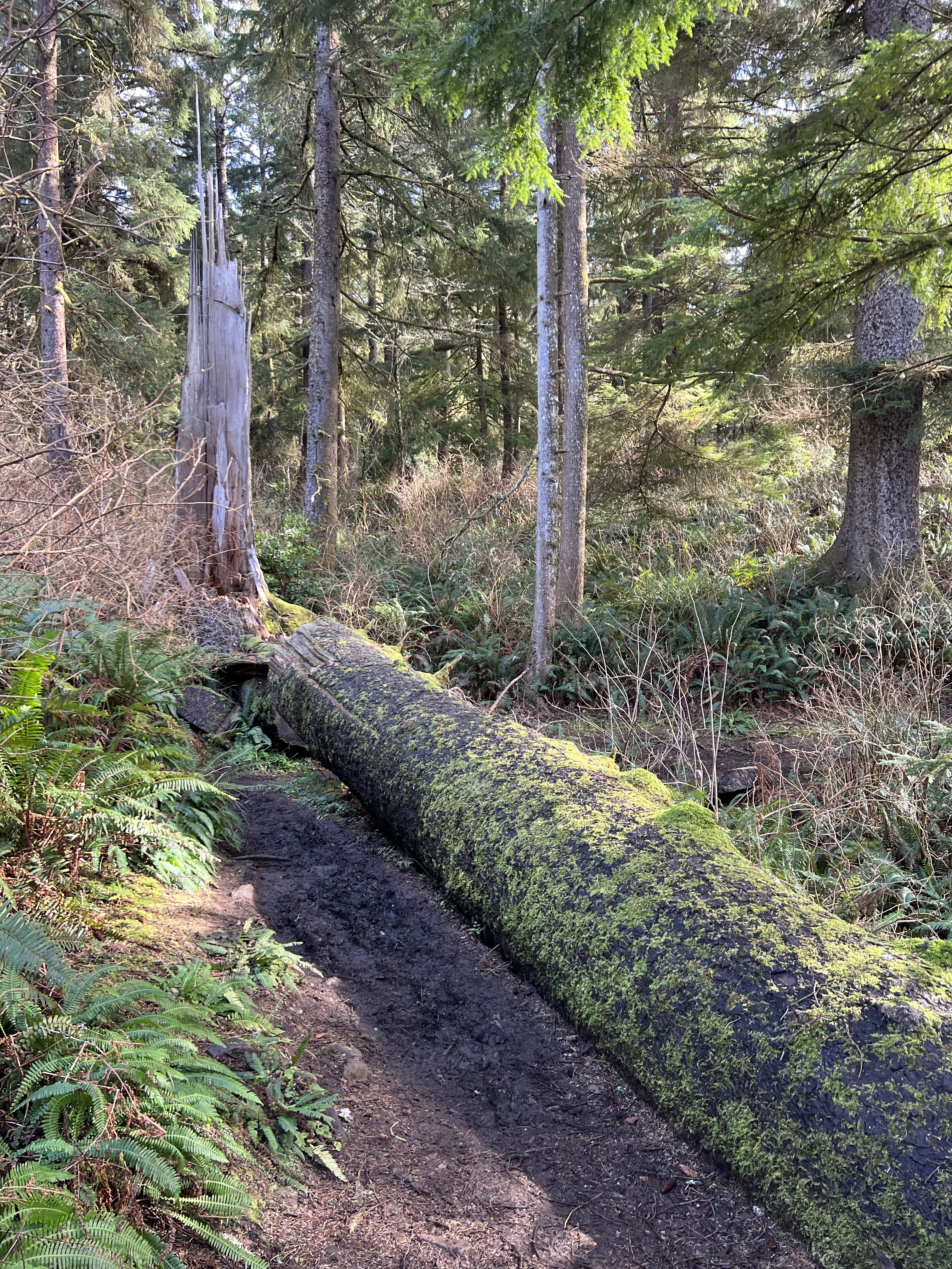 No One Owns the Forest – Monáe's Musings | Fabulous and Fortunate